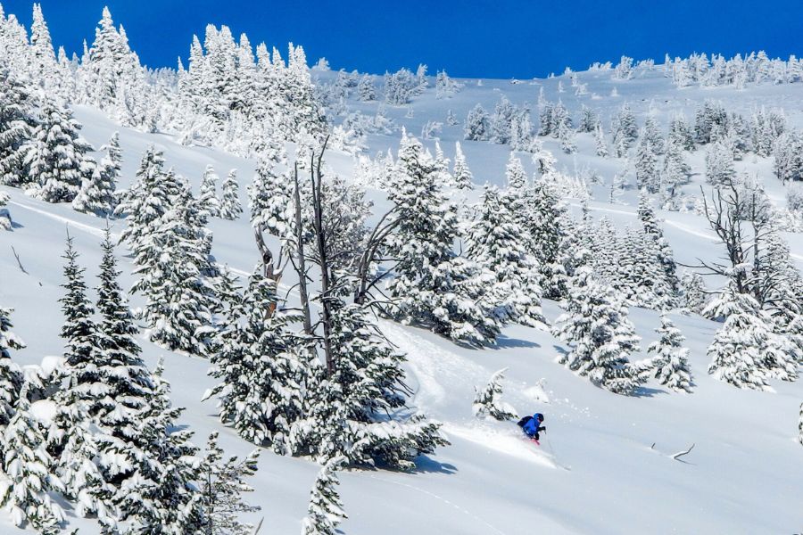 Man in a blue jacket skiing in deep untouched powder through trees